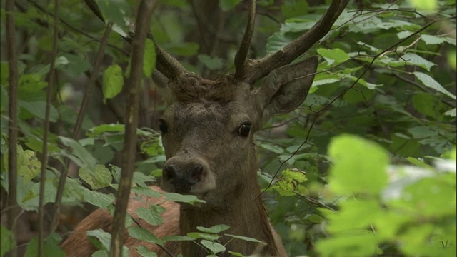 马鹿在波兰比亚沃维耶扎的森林里四处张望视频素材