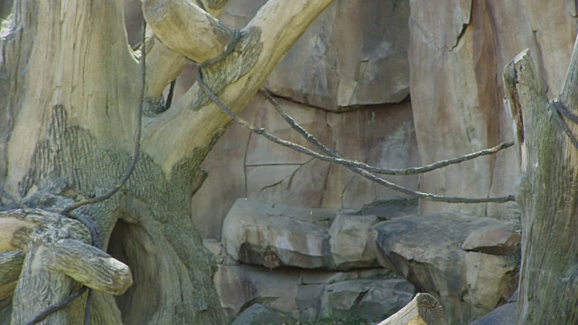 背景板的树桩和藤蔓在一个动物围栏猴子在动物园的笼子。视频下载