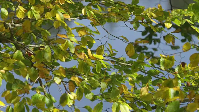 绿色和黄色的叶子在风中摇摆视频素材