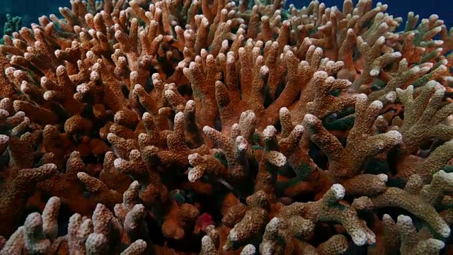 在海下鹿角硬珊瑚中发现的墨鱼卵视频素材