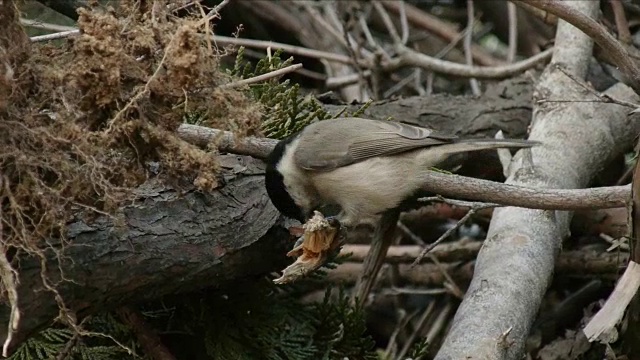 沼泽山雀啄食树枝的照片视频下载