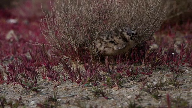 一只小燕鸥在野外休息视频素材