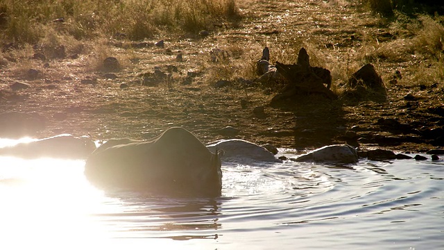 正在洗澡的非洲犀牛视频素材