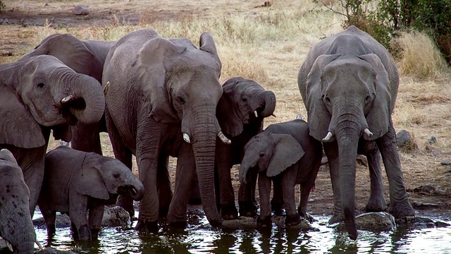 大象从水坑里喝水视频素材