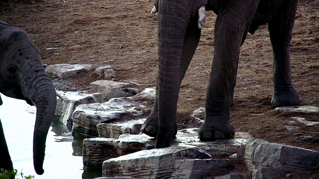 大象从水坑里喝水视频素材