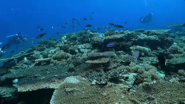 热带海，珊瑚礁，阿波礁，菲律宾视频素材