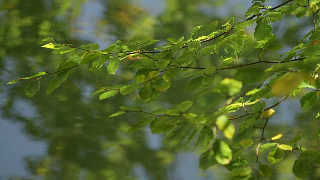 树枝上绿黄相间的叶子，在微风中摇曳，流水在背景中视频素材