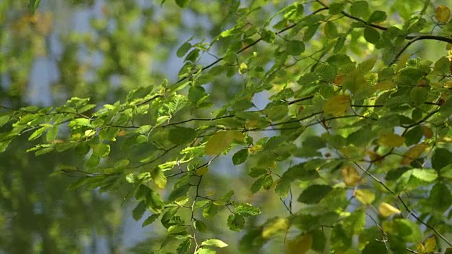 树枝上绿黄相间的叶子，在微风中摇曳，流水在背景中视频素材