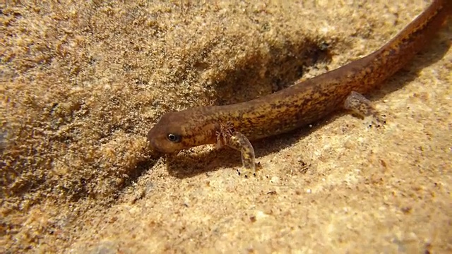 这是一只蝾螈在水下爬行的照片视频素材