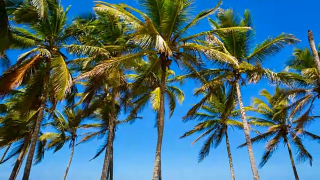 POV，穿过棕榈树走向热带海滩视频素材