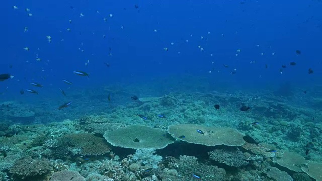 蓝色海洋，珊瑚礁，海底，菲律宾视频素材