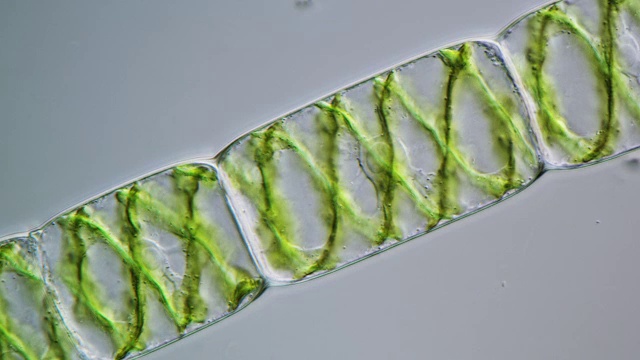 水绵藻链，光学显微镜视频下载