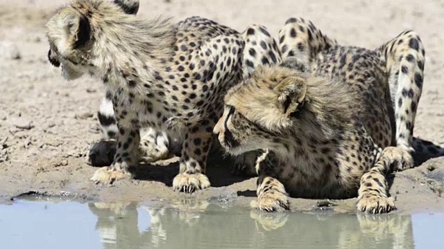 猎豹在水坑里饮水视频下载