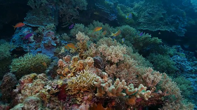 阳光照在海底软珊瑚上视频素材