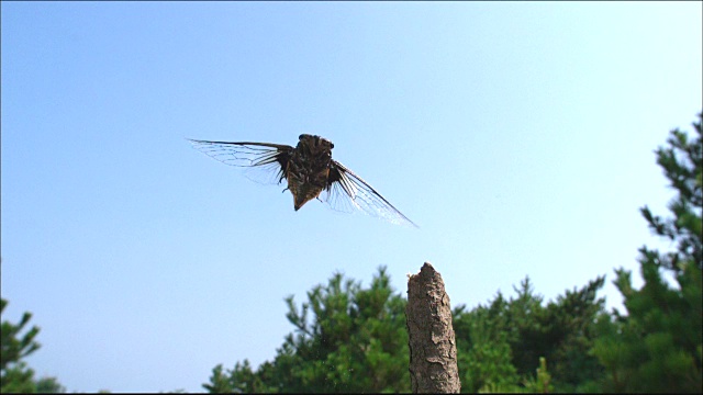 蝉在空中飞翔的镜头视频下载