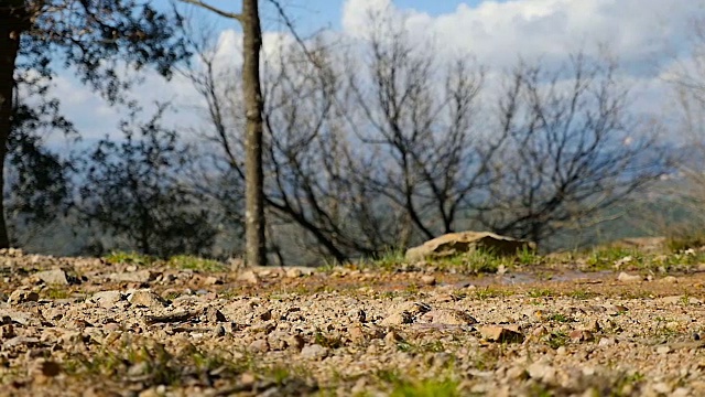 雄性在森林小径上奔跑视频素材