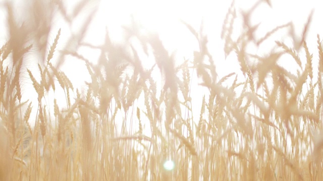 风中金色的麦田，特写，4k(超高清)视频素材
