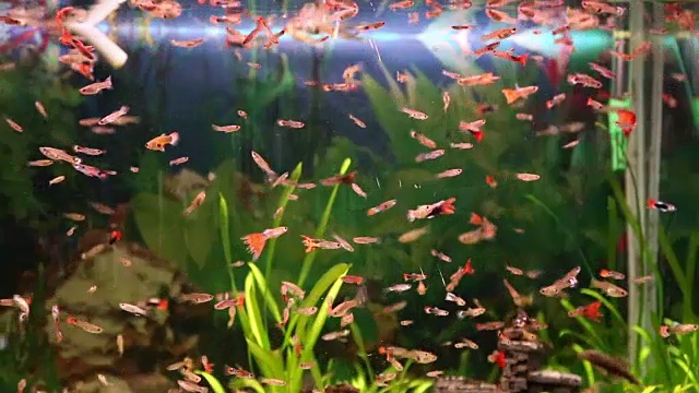 鱼缸里满是五颜六色的鱼视频素材
