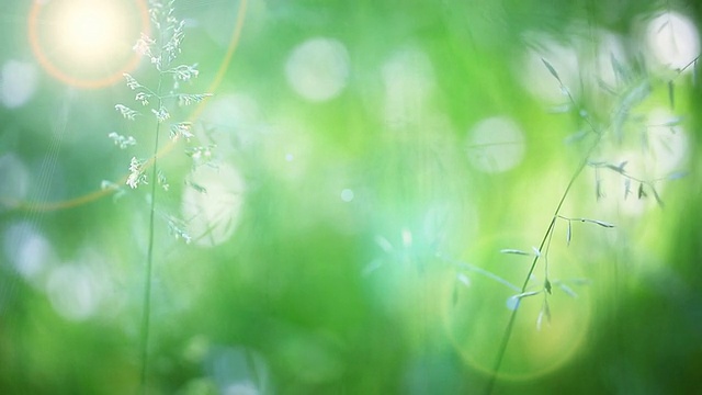 草原上的野花与太阳耀斑的特写视频下载