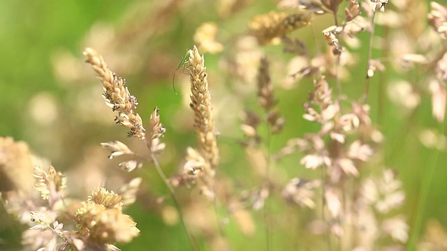 草原上的野花与太阳耀斑的特写视频下载