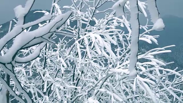 树枝上的雪视频下载