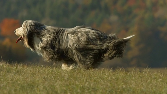 高清超级慢动作:纯种狗在草地上奔跑视频素材