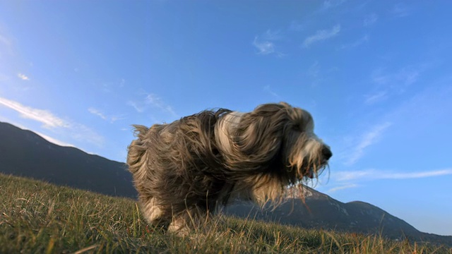 HD超级慢动作:纯种长胡子牧羊犬在草地上奔跑视频素材