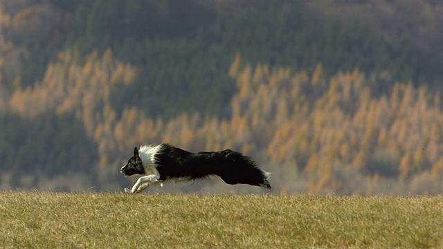 高清超级慢动作:边境牧羊犬在草坪上奔跑视频素材