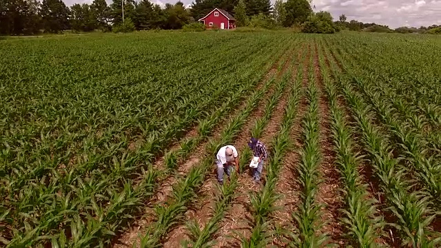 一个农民和他的儿子在检查成熟的玉米地里的植物视频下载