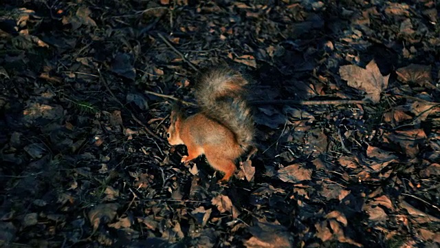 森林里的松鼠视频素材