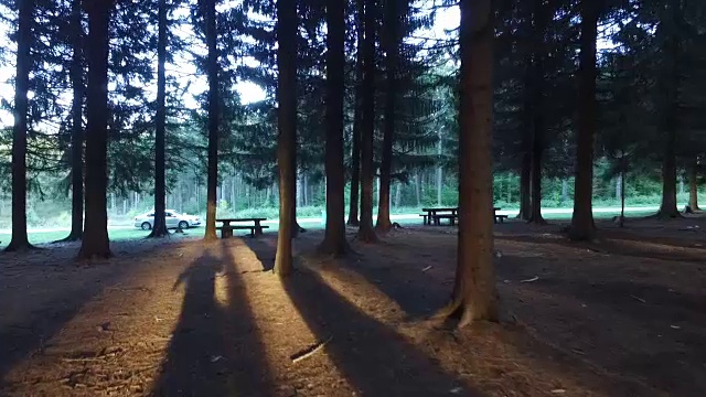 在树林里散步，POV视频素材