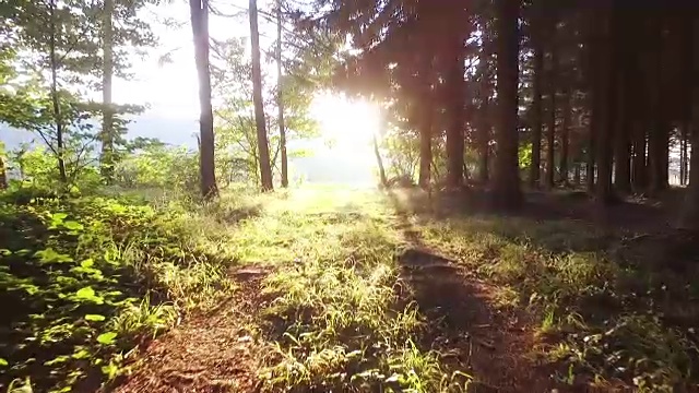 在树林里朝着太阳走去视频素材