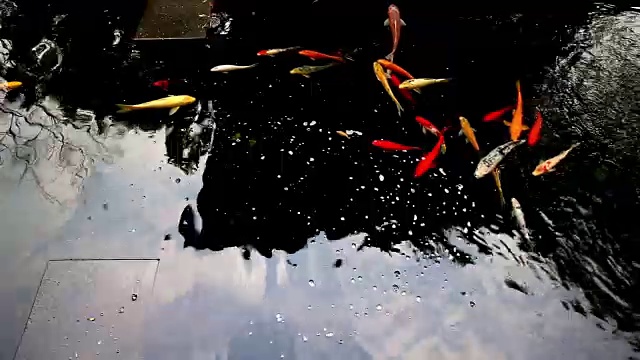 池塘里有红色和黄色的鱼视频下载