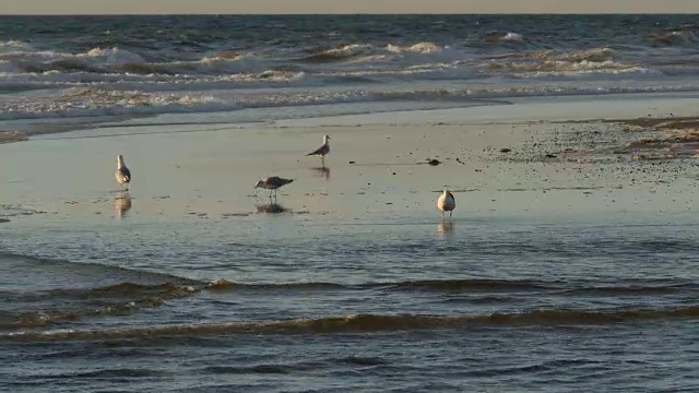 海鸥在海滩上行走/涉水，被风吹着，拍打着海浪视频下载