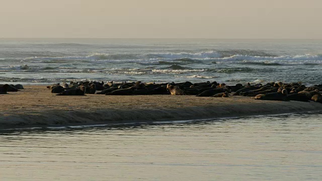 沙滩上的海豹和海鸟，背景是海浪视频下载