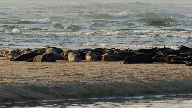 沙洲上有许多海豹，背景是海浪，PAN左视频下载