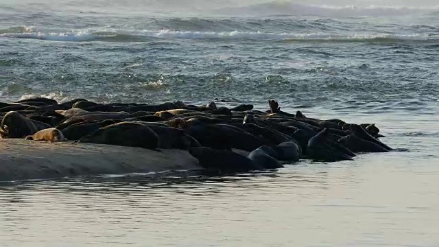 沙洲半岛上有许多海豹，海浪在拍打，海鸟在水面上视频下载