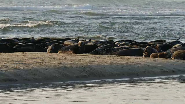 沙滩上有许多海豹和海鸟，背景是海浪视频下载