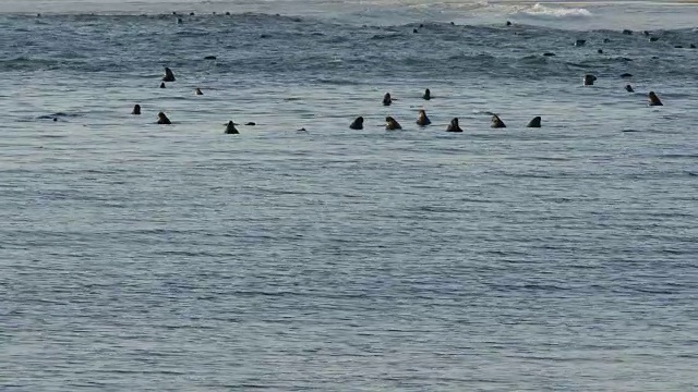 许多海豹在海洋中上下浮动，波浪在背景中破碎视频下载
