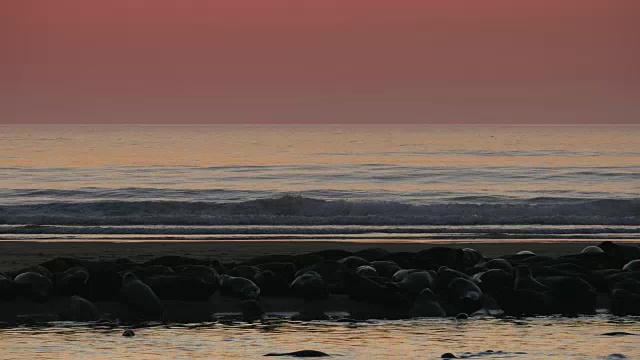 黎明，红色的天空，银色的海洋，许多海豹在前景的沙洲视频下载