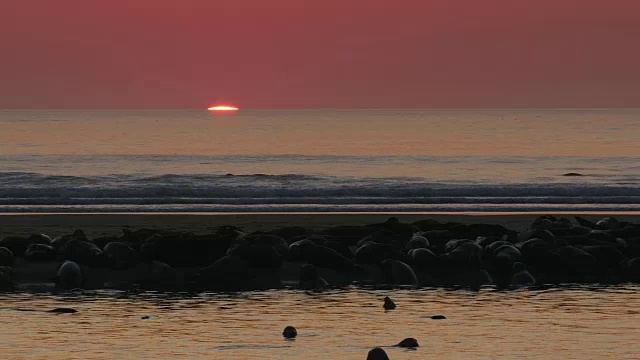 太阳刚刚从地平线上升起，红色的天空，银色的海洋，许多海豹在前景的沙洲视频下载