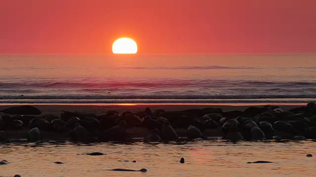 太阳在红色的天空中升起，银色的海洋，许多海豹在前景的沙洲视频下载