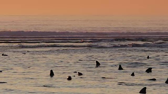 日出时，许多海豹在海洋中摆动，橙色的天空视频下载