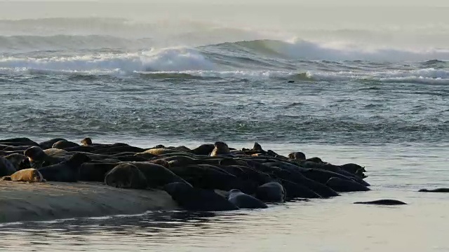 沙洲半岛上有许多海豹，背景是汹涌的海浪视频下载