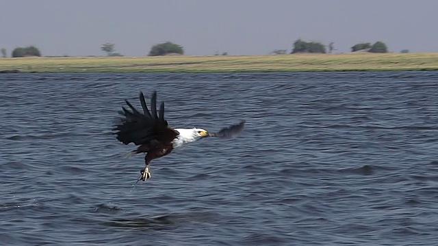 非洲鱼鹰(haliaeetus vocifer)成年飞行中，在奥卡万戈三角洲丘比河捕鱼/丘比野生动物保护区，非洲，博茨瓦纳视频素材