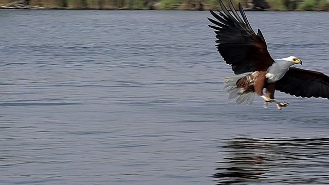 非洲鱼鹰(haliaeetus vocifer)成年飞行中，在奥卡万戈三角洲丘比河捕鱼/丘比野生动物保护区，非洲，博茨瓦纳视频素材