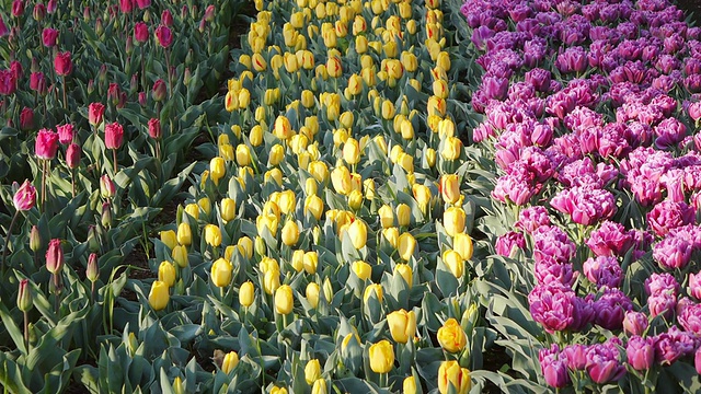 荷兰南荷兰，库肯霍夫花园的郁金香田视频素材