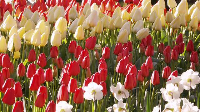 这是荷兰南荷兰库肯霍夫花园中红色和黄色的郁金香田视频素材