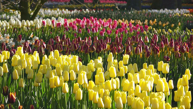 荷兰南荷兰，库肯霍夫花园的郁金香田视频素材
