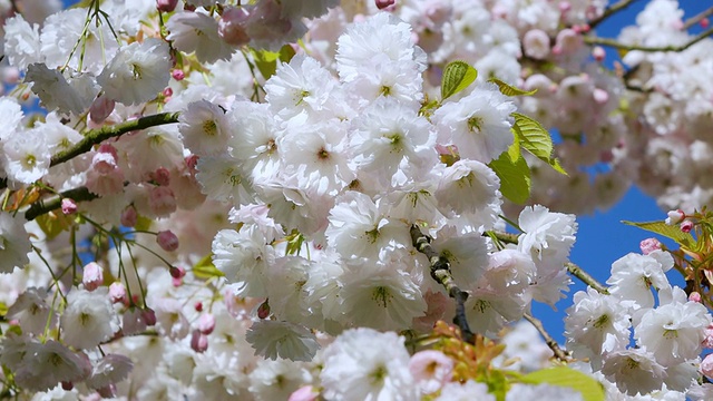 这是荷兰南荷兰库肯霍夫花园盛开的樱桃树视频下载